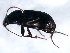  ( - TDWG-0657)  @12 [ ] CreativeCommons - Attribution (2010) CBG Photography Group Centre for Biodiversity Genomics