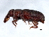  ( - TDWG-0680)  @12 [ ] CreativeCommons - Attribution (2010) CBG Photography Group Centre for Biodiversity Genomics