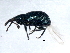  ( - TDWG-0682)  @13 [ ] CreativeCommons - Attribution (2010) CBG Photography Group Centre for Biodiversity Genomics