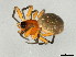 ( - TDWG-0909)  @14 [ ] CreativeCommons - Attribution (2010) CBG Photography Group Centre for Biodiversity Genomics