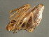  (Neospintharus trigonum - TDWG-0927)  @13 [ ] CreativeCommons - Attribution (2010) CBG Photography Group Centre for Biodiversity Genomics