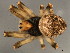  ( - TDWG-1029)  @12 [ ] CreativeCommons - Attribution (2010) CBG Photography Group Centre for Biodiversity Genomics