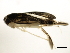  (Trichocorixa verticalis verticalis - TDWG-1140)  @12 [ ] CreativeCommons - Attribution (2010) CBG Photography Group Centre for Biodiversity Genomics