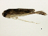  ( - TDWG-1145)  @12 [ ] CreativeCommons - Attribution (2010) CBG Photography Group Centre for Biodiversity Genomics