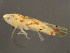  (Eratoneura mira - TDWG-1161)  @12 [ ] CreativeCommons - Attribution (2010) CBG Photography Group Centre for Biodiversity Genomics