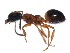  (Dolichoderus sp - BIOUG00914-C07)  @12 [ ] CreativeCommons - Attribution (2011) CBG Photography Group Centre for Biodiversity Genomics
