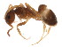  ( - BIOUG00914-D01)  @14 [ ] CreativeCommons - Attribution (2011) CBG Photography Group Centre for Biodiversity Genomics