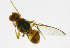  (Bactrocera sinensis - cau01143)  @13 [ ] CreativeCommons - Attribution Non-Commercial Share-Alike (2010) China Agricutural University, Insect Collection China Agricutural University, Insect Collection