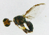  ( - cau01168)  @12 [ ] Unspecified (default): All Rights Reserved (2010) China Agricutural University, Insect Collection China Agricutural University, Insect Collection