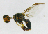  ( - cau01168)  @12 [ ] Unspecified (default): All Rights Reserved (2010) China Agricutural University, Insect Collection China Agricutural University, Insect Collection