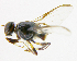  ( - cau01170)  @12 [ ] Unspecified (default): All Rights Reserved (2010) China Agricutural University, Insect Collection China Agricutural University, Insect Collection