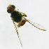  ( - cau01170)  @12 [ ] Unspecified (default): All Rights Reserved (2010) China Agricutural University, Insect Collection China Agricutural University, Insect Collection