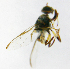  ( - cau01170)  @12 [ ] Unspecified (default): All Rights Reserved (2010) China Agricutural University, Insect Collection China Agricutural University, Insect Collection