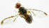 ( - cau01173)  @13 [ ] Unspecified (default): All Rights Reserved (2010) China Agricutural University, Insect Collection China Agricutural University, Insect Collection