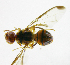  ( - cau01173)  @13 [ ] Unspecified (default): All Rights Reserved (2010) China Agricutural University, Insect Collection China Agricutural University, Insect Collection