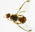  ( - cau01174)  @13 [ ] Unspecified (default): All Rights Reserved (2010) China Agricutural University, Insect Collection China Agricutural University, Insect Collection