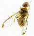  ( - cau01174)  @13 [ ] Unspecified (default): All Rights Reserved (2010) China Agricutural University, Insect Collection China Agricutural University, Insect Collection