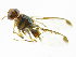  ( - cau01175)  @13 [ ] Unspecified (default): All Rights Reserved (2010) China Agricutural University, Insect Collection China Agricutural University, Insect Collection