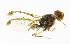  ( - cau01175)  @13 [ ] Unspecified (default): All Rights Reserved (2010) China Agricutural University, Insect Collection China Agricutural University, Insect Collection