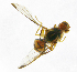  ( - cau01176)  @13 [ ] Unspecified (default): All Rights Reserved (2010) China Agricutural University, Insect Collection China Agricutural University, Insect Collection
