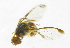  ( - cau01176)  @13 [ ] Unspecified (default): All Rights Reserved (2010) China Agricutural University, Insect Collection China Agricutural University, Insect Collection