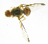  ( - cau01176)  @13 [ ] Unspecified (default): All Rights Reserved (2010) China Agricutural University, Insect Collection China Agricutural University, Insect Collection