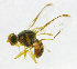  ( - cau01179)  @13 [ ] Unspecified (default): All Rights Reserved (2010) China Agricutural University, Insect Collection China Agricutural University, Insect Collection