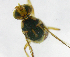  ( - cau01179)  @12 [ ] Unspecified (default): All Rights Reserved (2010) China Agricutural University, Insect Collection China Agricutural University, Insect Collection