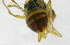  ( - cau01179)  @12 [ ] Unspecified (default): All Rights Reserved (2010) China Agricutural University, Insect Collection China Agricutural University, Insect Collection