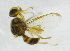 ( - cau01180)  @12 [ ] Unspecified (default): All Rights Reserved (2010) China Agricutural University, Insect Collection China Agricutural University, Insect Collection