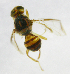  ( - cau01180)  @12 [ ] Unspecified (default): All Rights Reserved (2010) China Agricutural University, Insect Collection China Agricutural University, Insect Collection