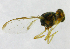  ( - cau01181)  @12 [ ] Unspecified (default): All Rights Reserved (2010) China Agricutural University, Insect Collection China Agricutural University, Insect Collection