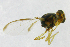  ( - cau01181)  @12 [ ] Unspecified (default): All Rights Reserved (2010) China Agricutural University, Insect Collection China Agricutural University, Insect Collection