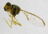  ( - cau01181)  @12 [ ] Unspecified (default): All Rights Reserved (2010) China Agricutural University, Insect Collection China Agricutural University, Insect Collection
