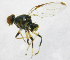  ( - cau01190)  @11 [ ] Unspecified (default): All Rights Reserved (2010) China Agricutural University, Insect Collection China Agricutural University, Insect Collection