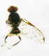  ( - cau01190)  @11 [ ] Unspecified (default): All Rights Reserved (2010) China Agricutural University, Insect Collection China Agricutural University, Insect Collection