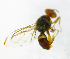  ( - cau01196)  @13 [ ] Unspecified (default): All Rights Reserved (2010) China Agricutural University, Insect Collection China Agricutural University, Insect Collection