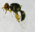  ( - cau01198)  @13 [ ] Unspecified (default): All Rights Reserved (2010) China Agricutural University, Insect Collection China Agricutural University, Insect Collection