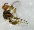  ( - cau01199)  @12 [ ] Unspecified (default): All Rights Reserved (2010) China Agricutural University, Insect Collection China Agricutural University, Insect Collection