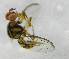  ( - cau01199)  @12 [ ] Unspecified (default): All Rights Reserved (2010) China Agricutural University, Insect Collection China Agricutural University, Insect Collection