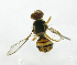  ( - cau01200)  @12 [ ] Unspecified (default): All Rights Reserved (2010) China Agricutural University, Insect Collection China Agricutural University, Insect Collection