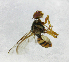  ( - cau01200)  @13 [ ] Unspecified (default): All Rights Reserved (2010) China Agricutural University, Insect Collection China Agricutural University, Insect Collection