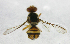  ( - cau01200)  @12 [ ] Unspecified (default): All Rights Reserved (2010) China Agricutural University, Insect Collection China Agricutural University, Insect Collection