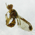  ( - cau01204)  @13 [ ] Unspecified (default): All Rights Reserved (2010) China Agricutural University, Insect Collection China Agricutural University, Insect Collection