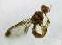  ( - cau01204)  @13 [ ] Unspecified (default): All Rights Reserved (2010) China Agricutural University, Insect Collection China Agricutural University, Insect Collection