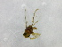  ( - cau01210)  @12 [ ] Unspecified (default): All Rights Reserved (2010) China Agricutural University, Insect Collection China Agricutural University, Insect Collection
