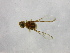  ( - cau01210)  @12 [ ] Unspecified (default): All Rights Reserved (2010) China Agricutural University, Insect Collection China Agricutural University, Insect Collection