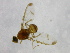  ( - cau01211)  @13 [ ] Unspecified (default): All Rights Reserved (2010) China Agricutural University, Insect Collection China Agricutural University, Insect Collection