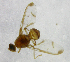  ( - cau01211)  @13 [ ] Unspecified (default): All Rights Reserved (2010) China Agricutural University, Insect Collection China Agricutural University, Insect Collection