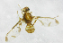  ( - cau01212)  @13 [ ] Unspecified (default): All Rights Reserved (2010) China Agricutural University, Insect Collection China Agricutural University, Insect Collection